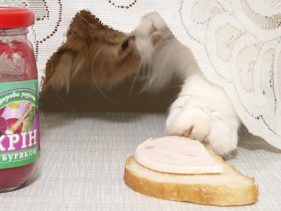 томас ворует бутерброд.JPG