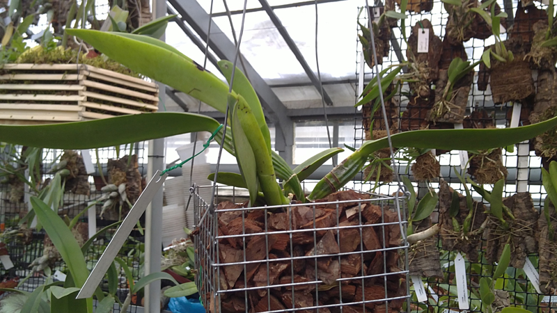 Cattleya warneri alba Alvinha x Cattleya warneri semi alba integra orlata.jpg