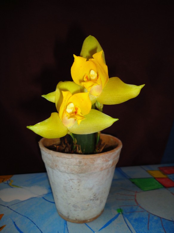 lyc concentration.jpg