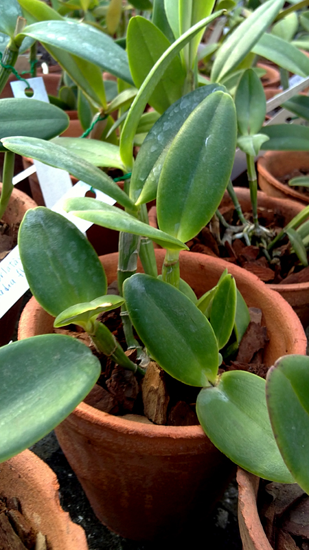 Cattleya intermedia orlatão Pedra Azul x Cattleya intermedia flamea.jpg