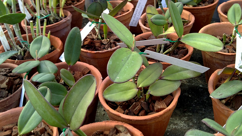 Cattleya schilleriana.jpg