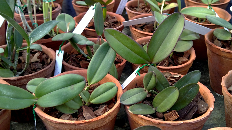 Cattleya schilleriana 1.jpg