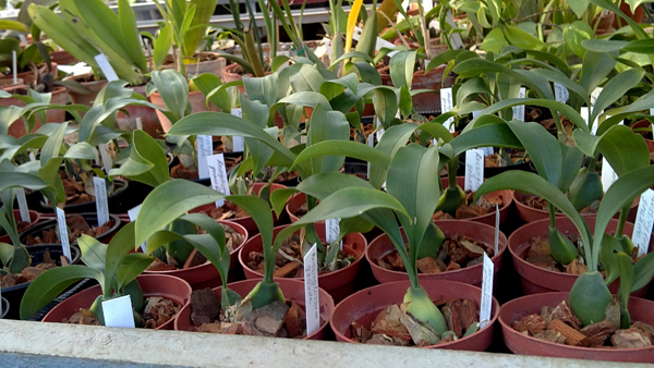 Rossioglossum grande.jpg