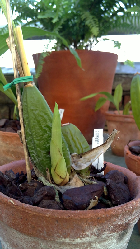 Anguloa clowesii.jpg