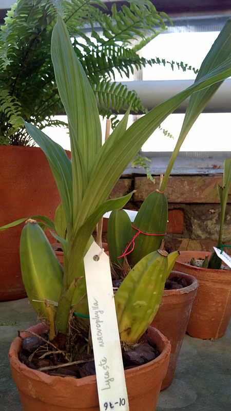 Lycaste macrophylla.jpg