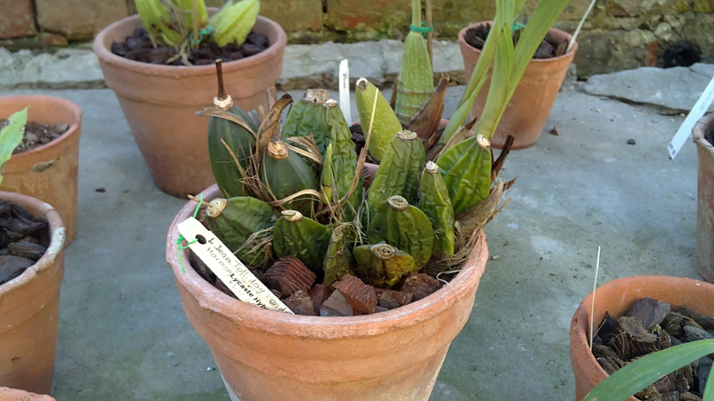 Lycaste Jean Tolliday Kendolie 4.jpg