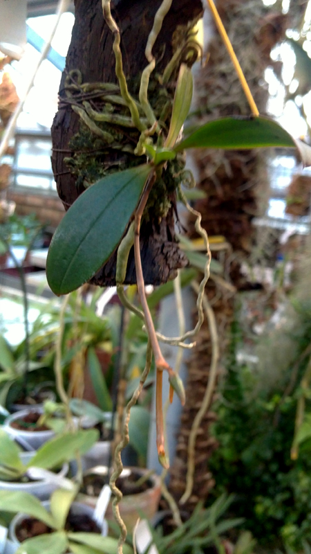 Aerangis curnowiana.jpg