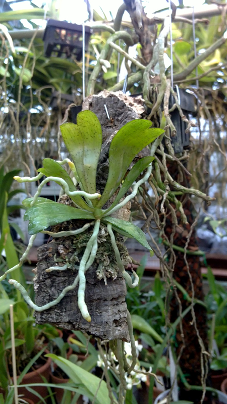 AERANGIS DISTINCTA.jpg