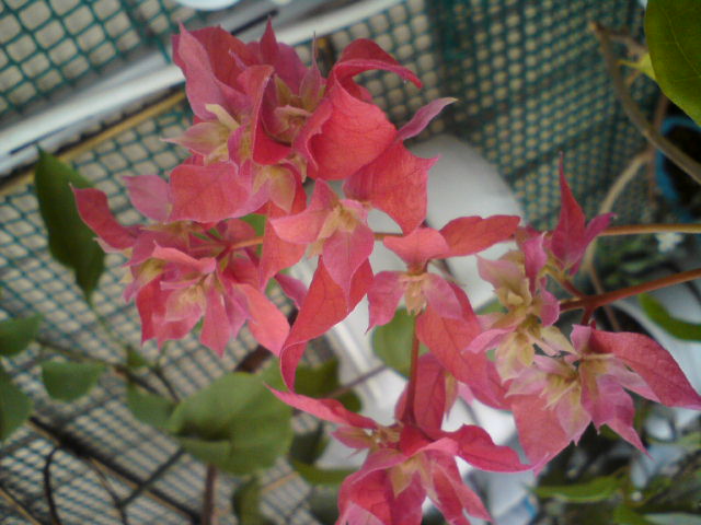 Махровая красная