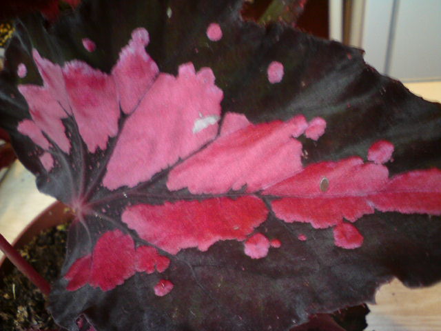 Купилась на такую листву.