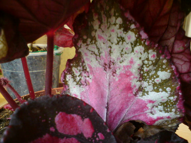 В глубине нашла такой лист.