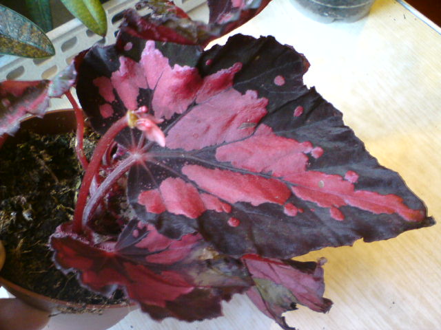 Хотелось именно такой окрас!