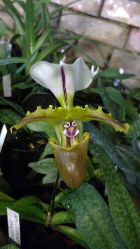 03 paph.jpg
