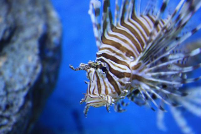 Таиланд Океанариум.jpg