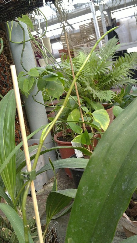 Brassia maculata.jpg