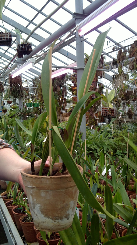 Brassolaeliocattleya Crispin Rosale Lu Kang.jpg