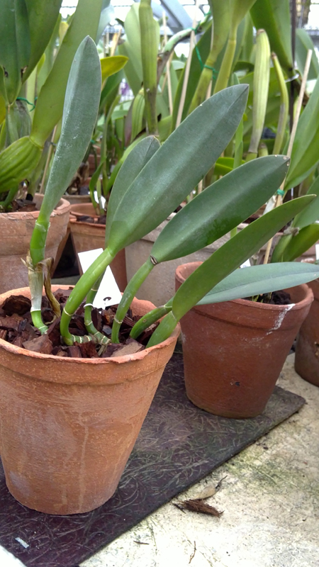 Brassavola glauca x Brassavola digbyana.jpg