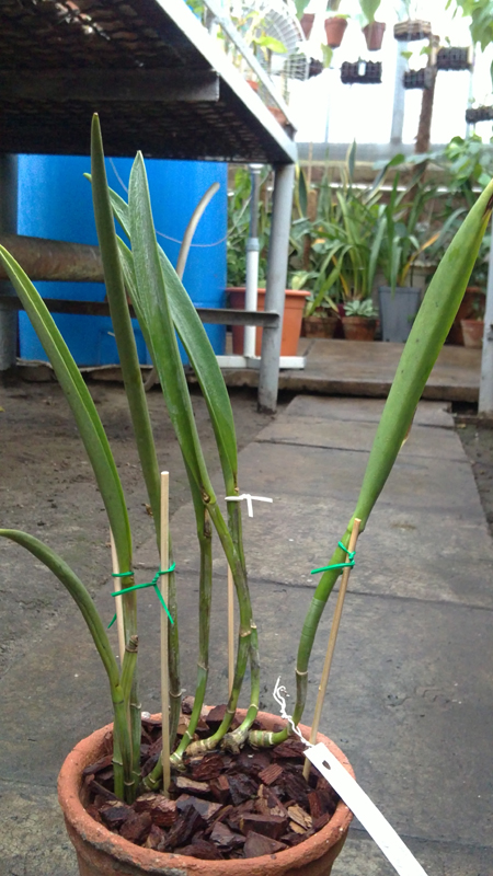 Brassavola fragrans × Brassavola digbyana.jpg