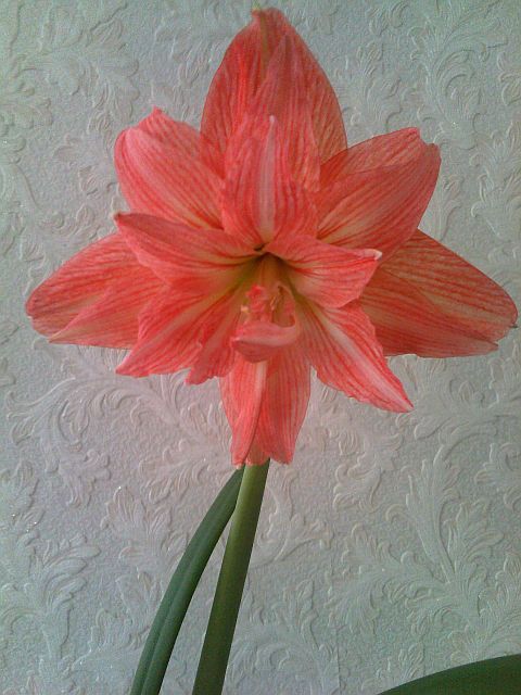 Леди Джейн.