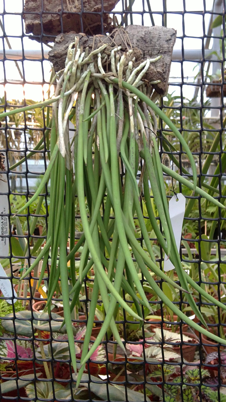 Brassavola nodosa.jpg