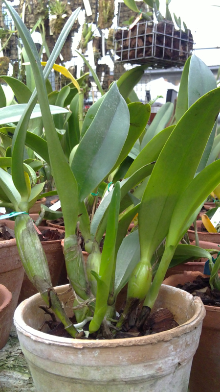 Laeliocattleya Sierra Skies Leone 1.jpg