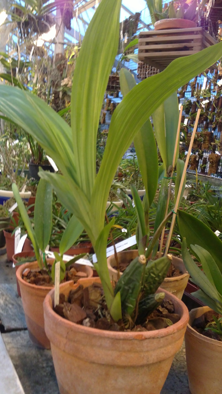 Lycaste Sean Tolliday Kendolie.jpg