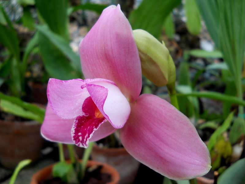 Lycaste Jean Tolliday Kendolie 1.jpg