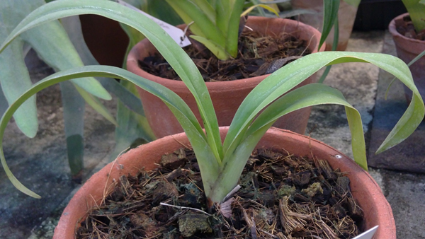 phragmipedium kovachii x longifolium.jpg