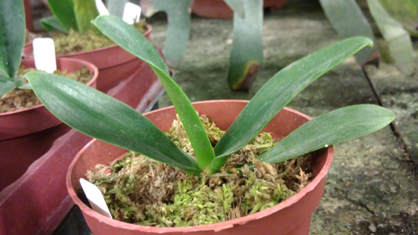 Sedirea japonica.jpg