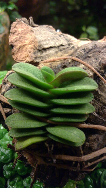 Schoenorchis fragrans.jpg