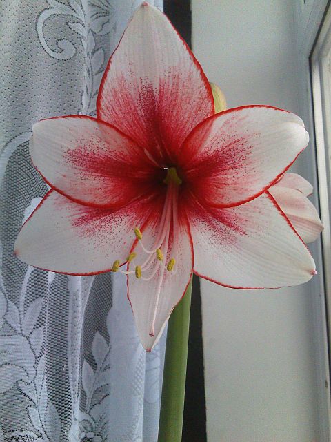 Волошка пересорт гервас1.jpg