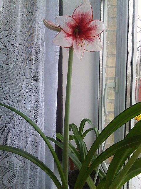 Волошка пересорт гервас3.jpg