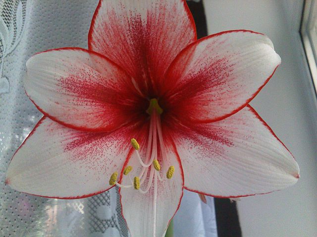 Волошка пересорт гервас5.jpg