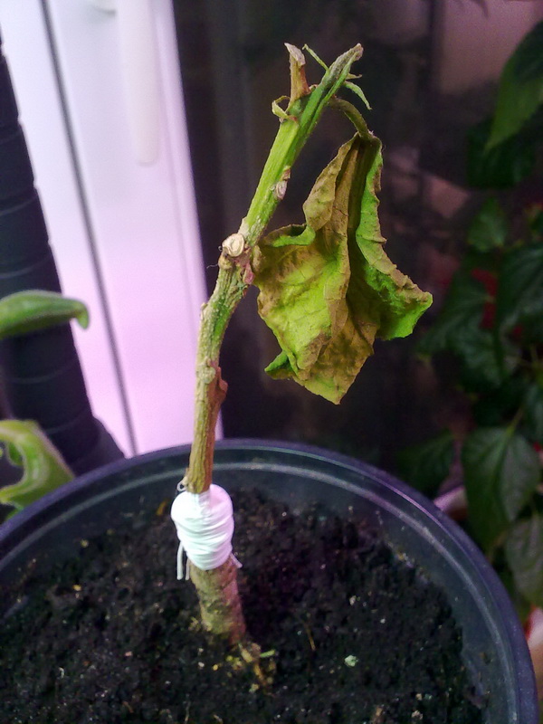 сегодня 058.jpg