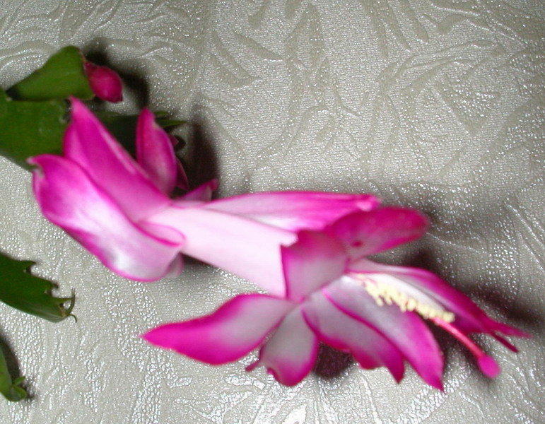 Малиновая _2.jpg