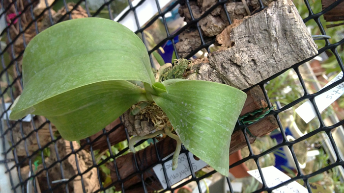 Phalaenopsis lueddemanniana.jpg