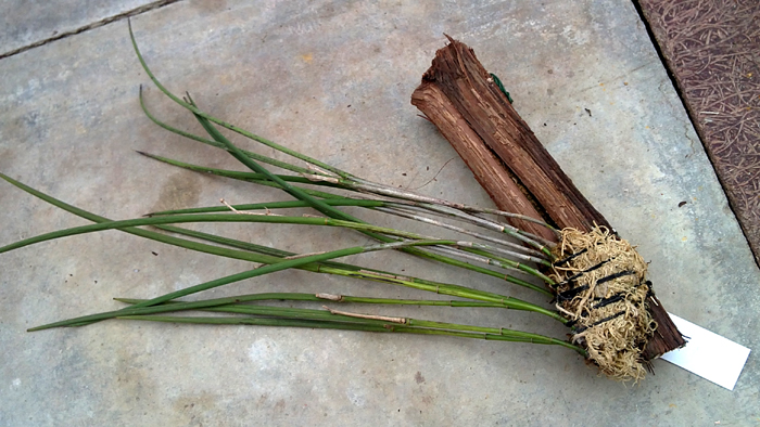 Brassavola perrinii.jpg