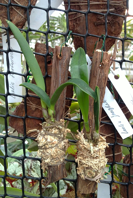 Laelia jongheana.jpg