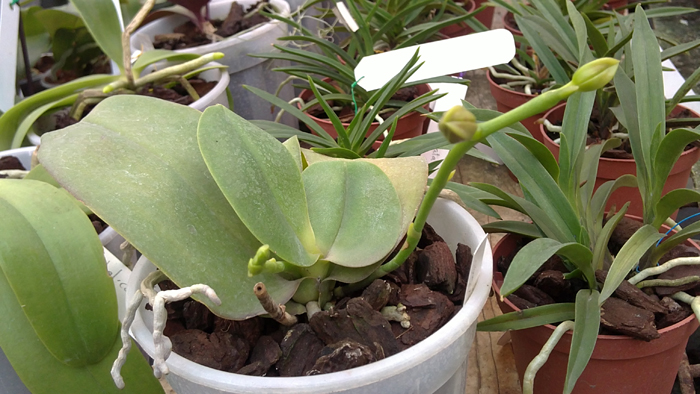 Phalaenopsis Stone Morning × Sogo GrapeThree Lips.jpg