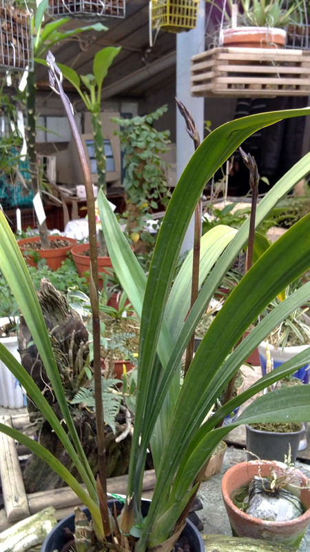 Cymbidium sinense.jpg