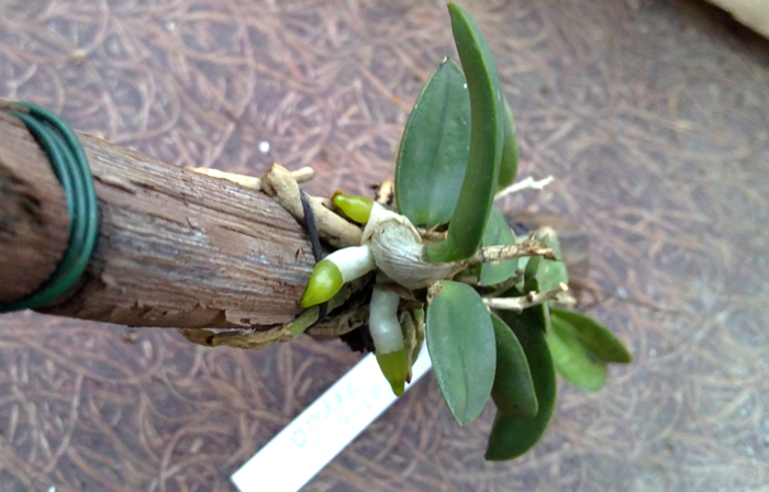 Sophronitis cernua.jpg