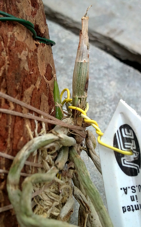 Barkeria spectabilis.jpg