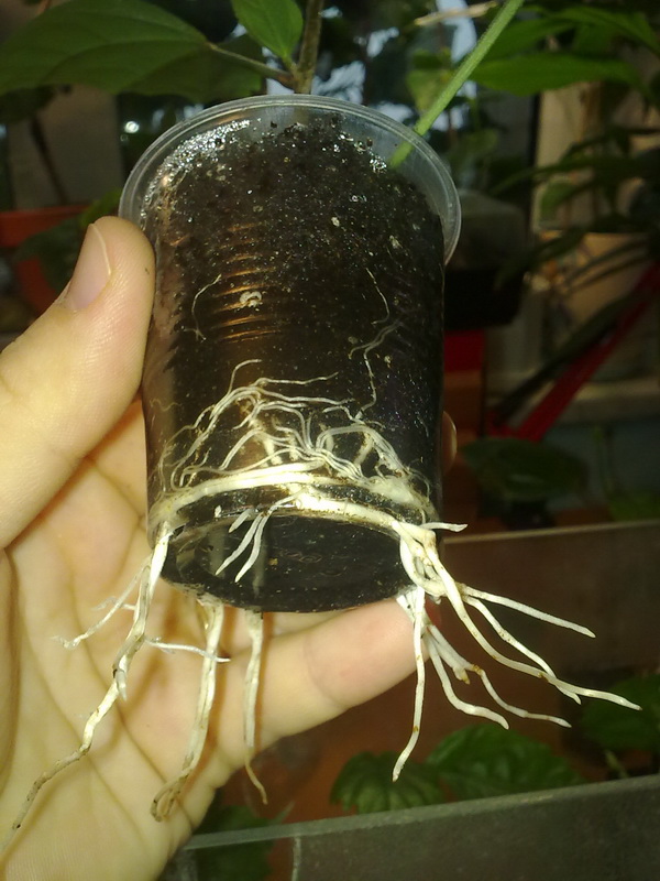 укореняшки 002.jpg