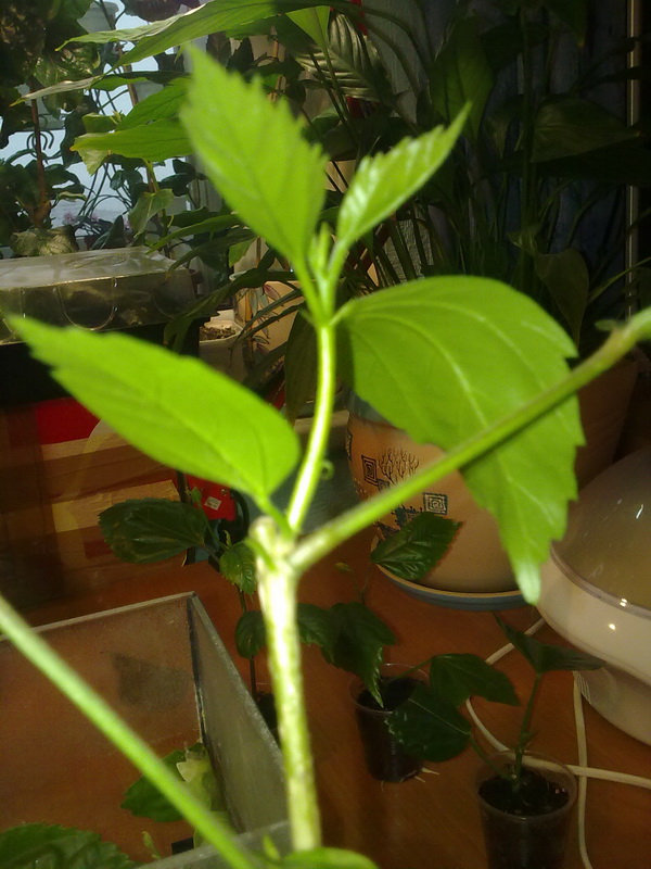 укореняшки 005.jpg