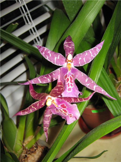 Miltassia Aztec 'Tony'