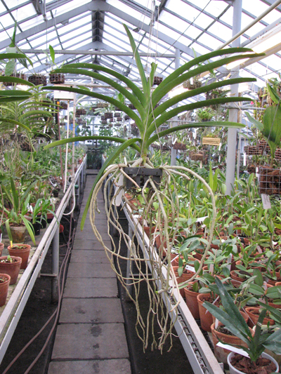 Ascocenda Pak Hai x Vanda Pacharee Delight 1.jpg