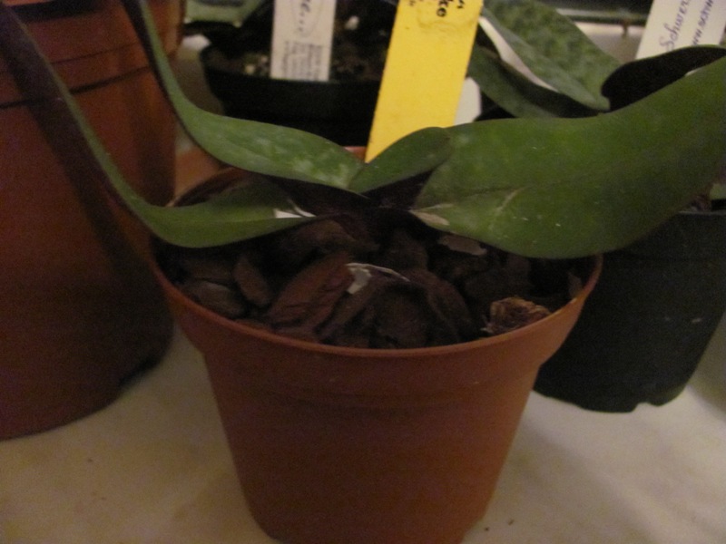 Имеет место повреждение листа.