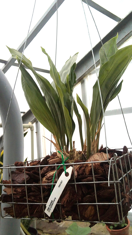 Stanhopea reichenbachiana 1.jpg