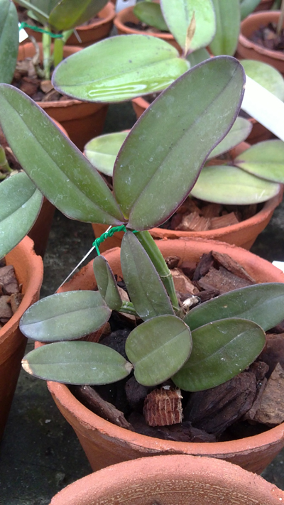 Cattleya schilleriana.jpg