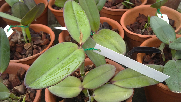 Cattleya schilleriana 3.jpg